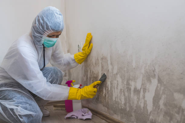 Best Mold Damage Repair  in Coconut Creek, FL