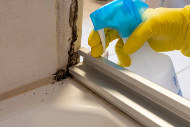 Trusted Coconut Creek, FL Mold Removal Experts