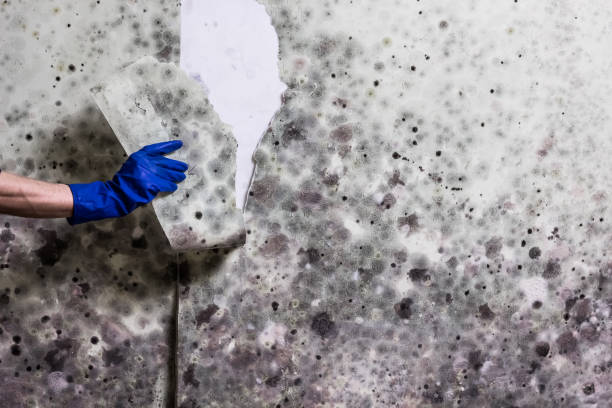 Best Mold Testing  in Coconut Creek, FL